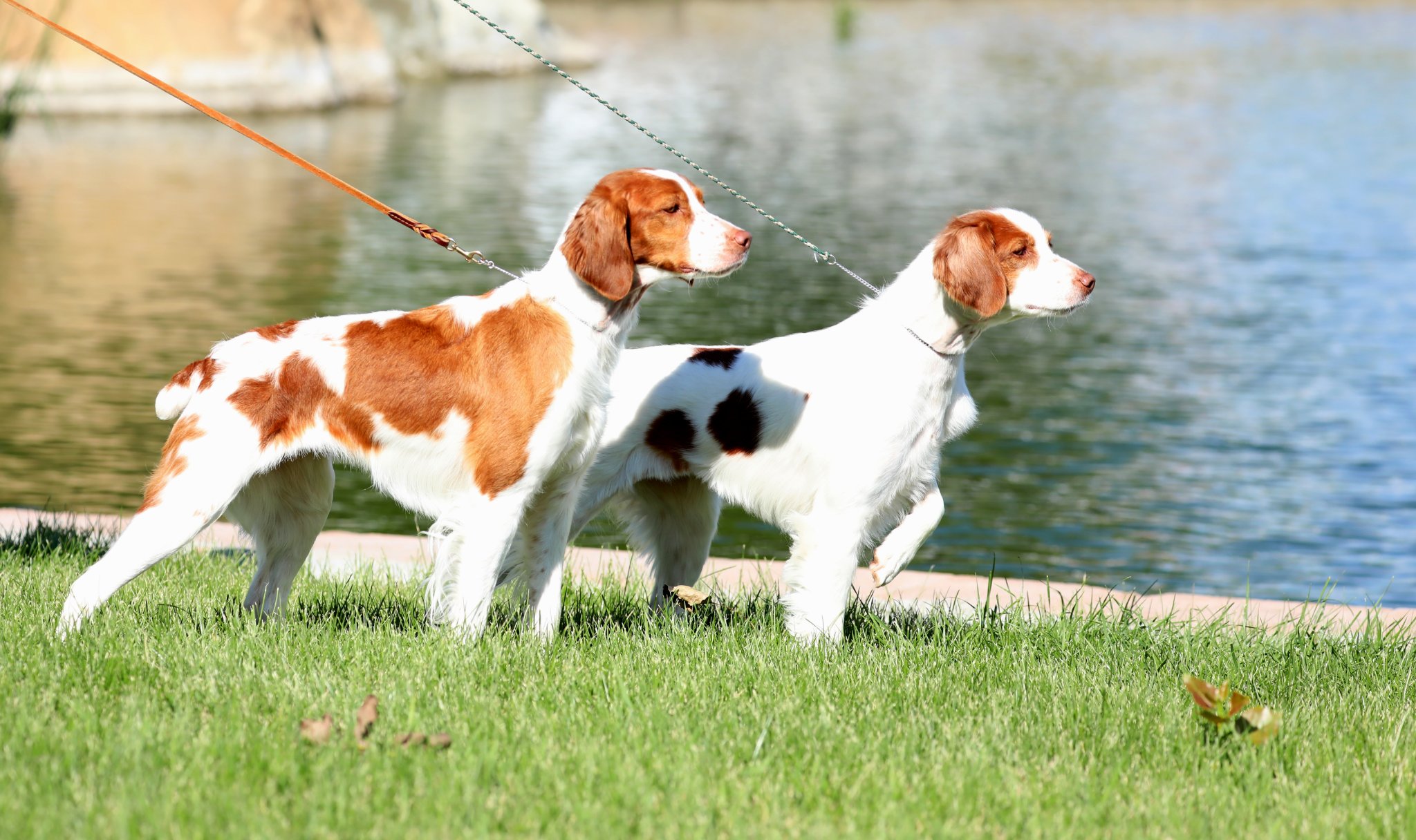 Brittany spaniel hot sale akc